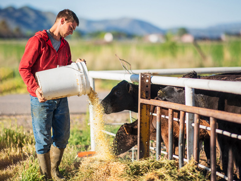 Animal-feed-Cover